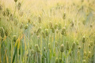 barley as example of first harvest
