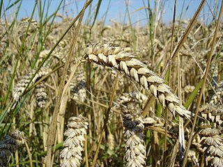 Close up picture of wheat