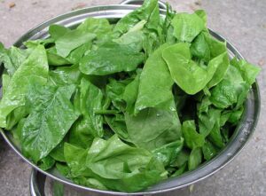 Photo foods of the bible, leafy greens